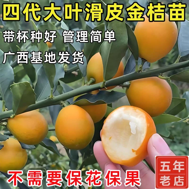 脆皮金桔树树苗广西融安第四代大叶滑皮金桔树苗嫁接南方水果树苗