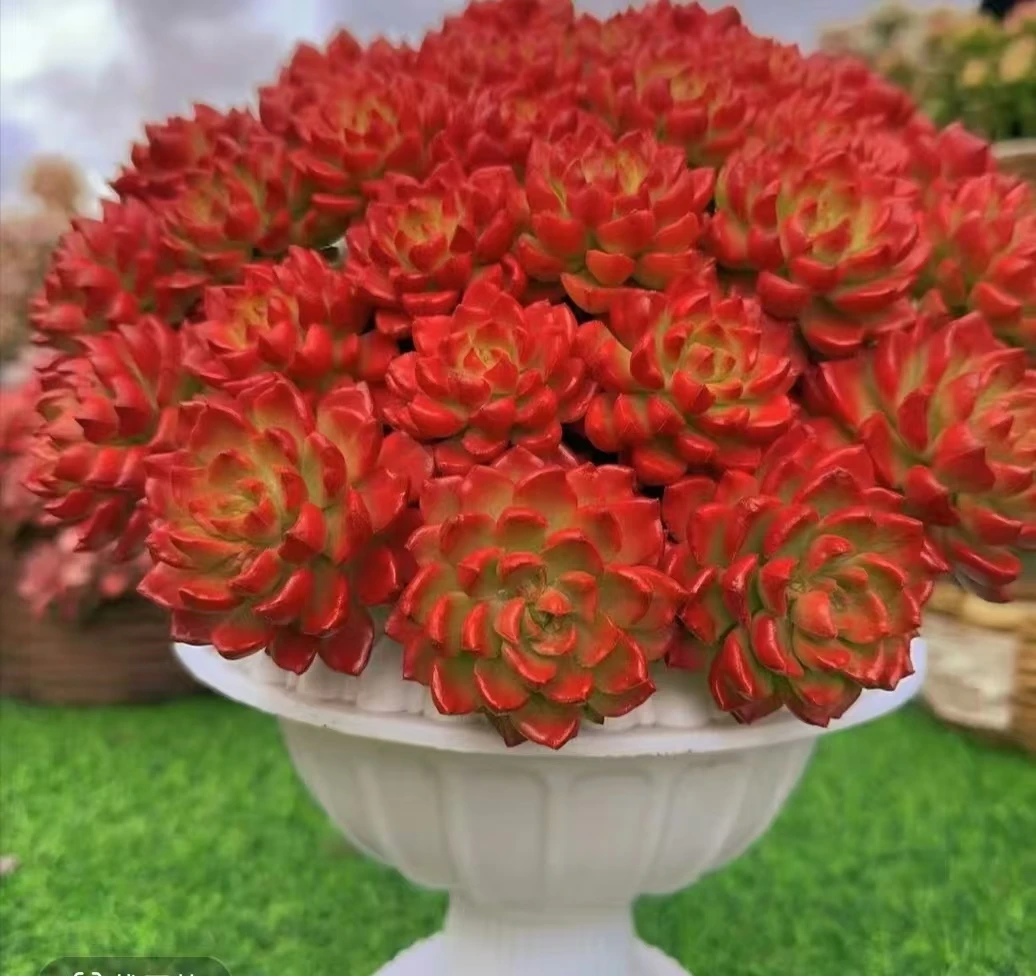 K爱马仕玫瑰+罗马盆组合颜值高.喜阳耐晒.带盆带土云南基地发货