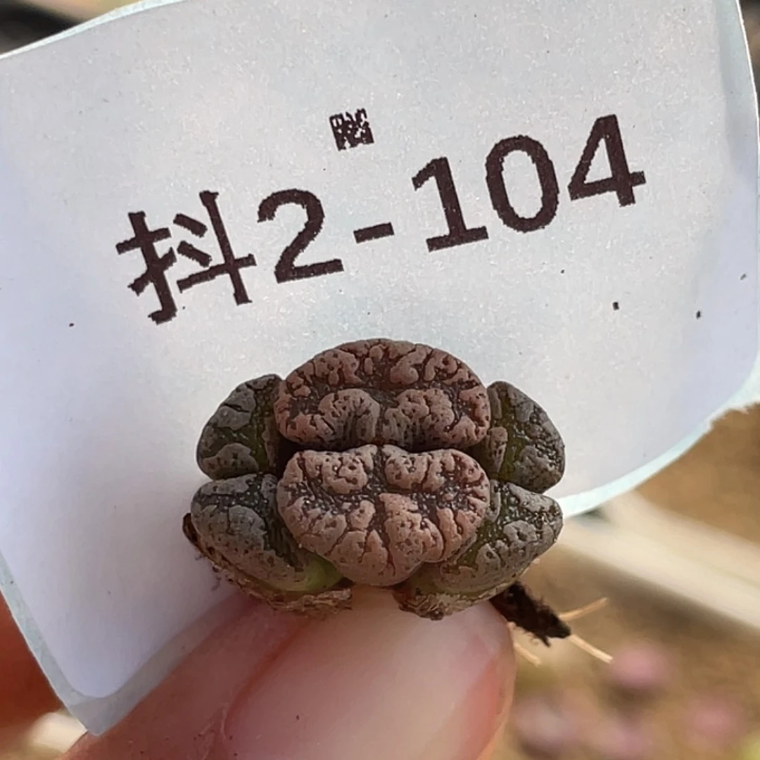 2-104超碟多肉植物