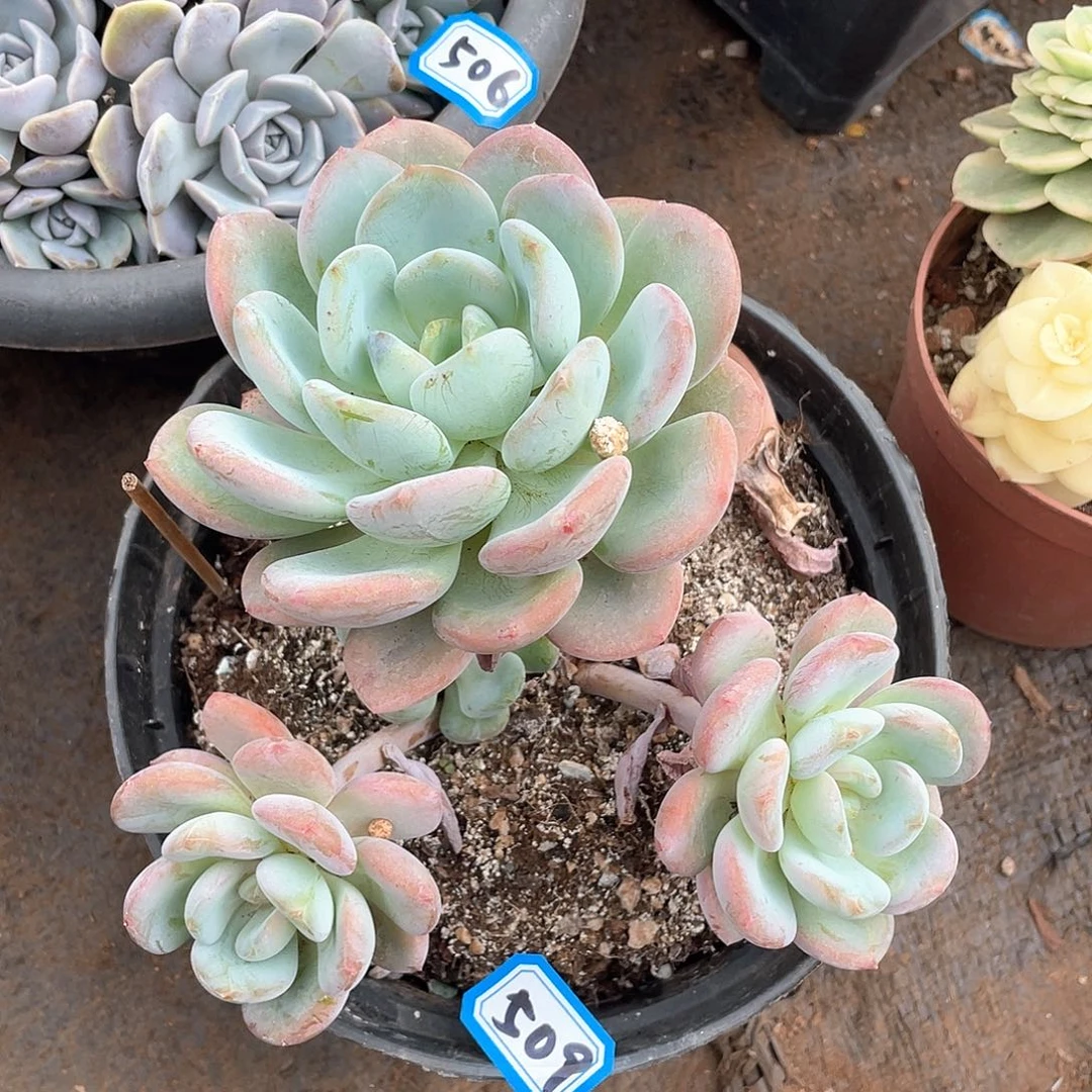 509香橙 一物一拍多肉