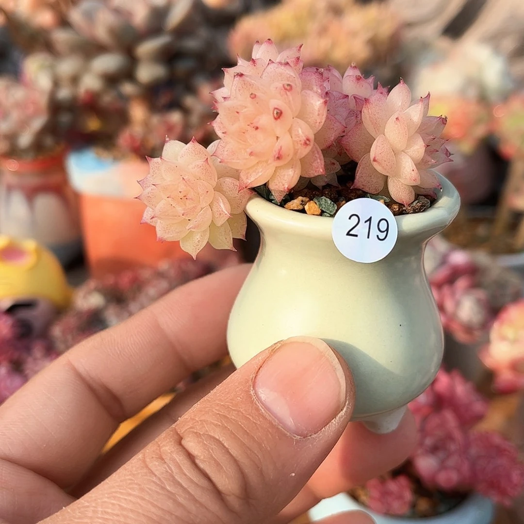 219 含盆含土发货 30包邮偏远除外