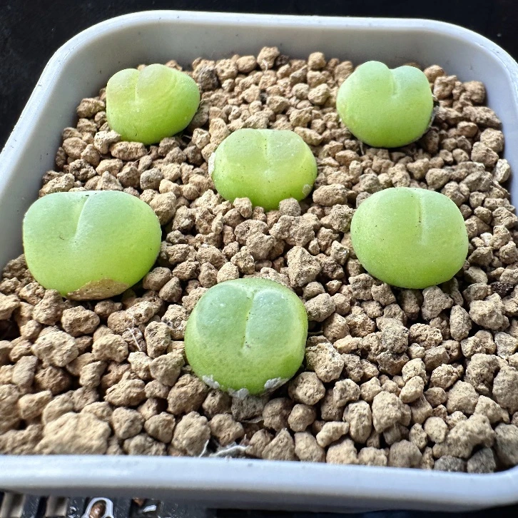 104多肉植物肉锥桃尻娘拉登大一颗