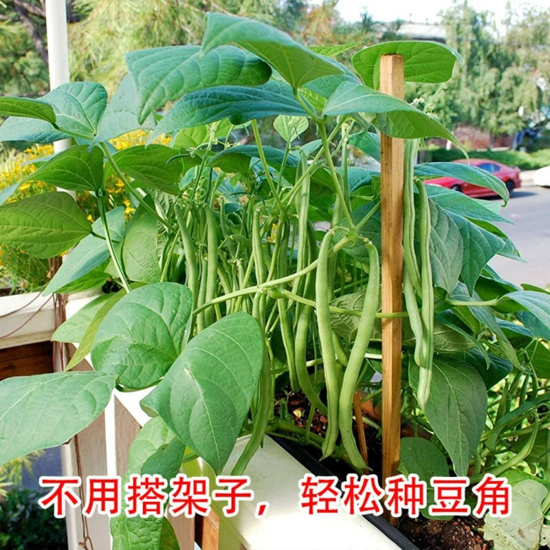 24新疆包邮【无架四季豆种子】爬地豆芸豆豇豆种籽蔬菜孑无筋菜豆