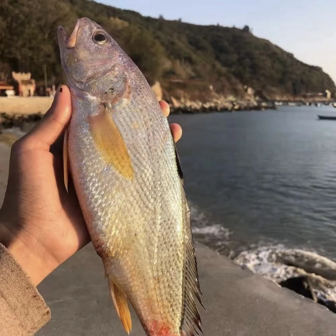 北部湾本港野生春子鱼