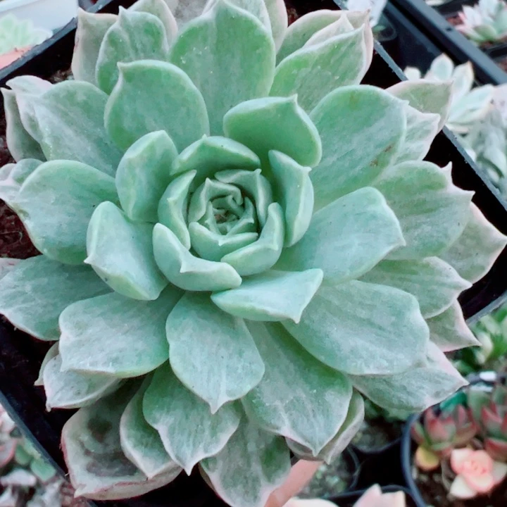 莫希干人锦多肉植物1767