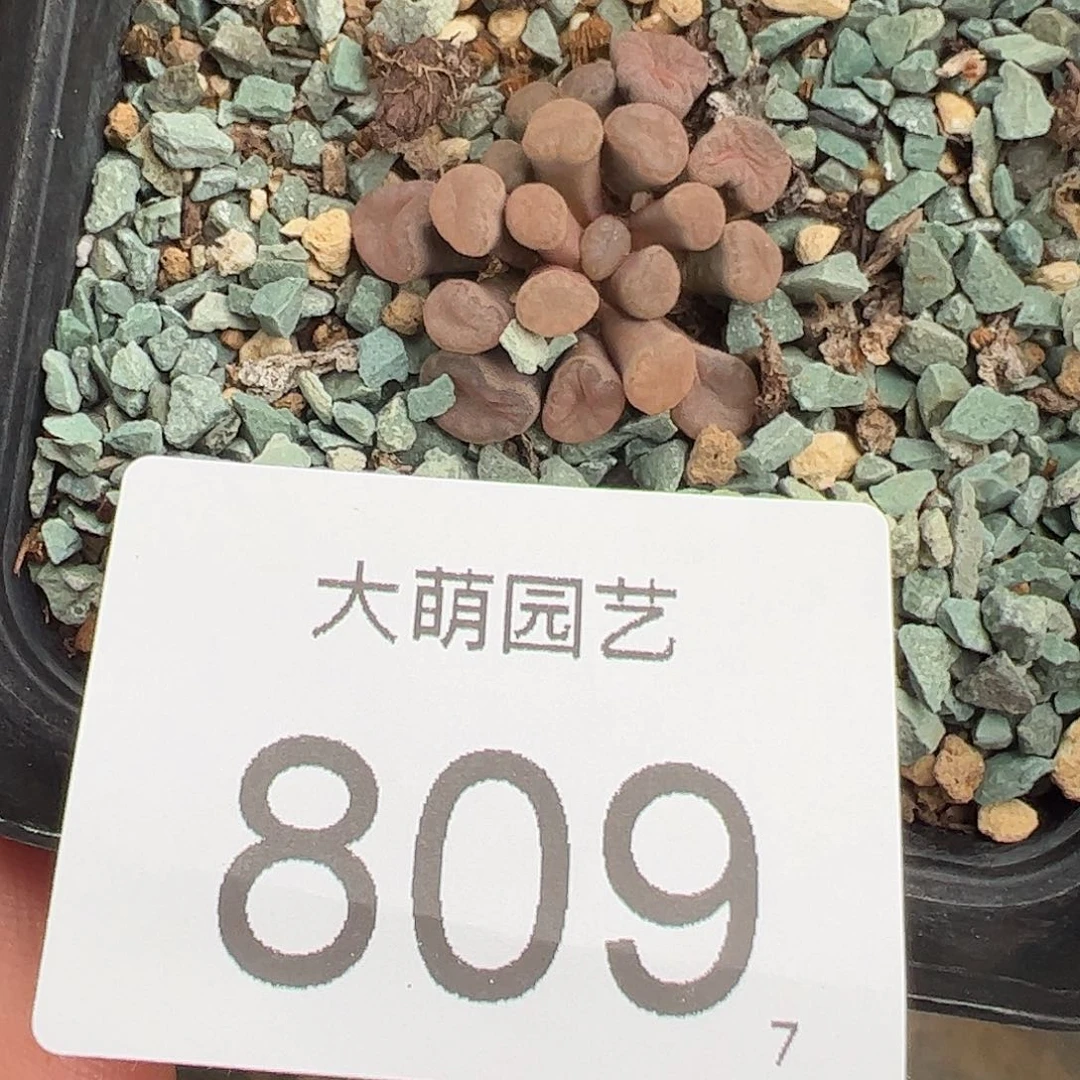 0000809 一物一拍带盆土发