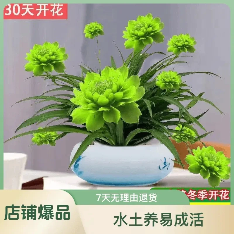 浓香型月光兰盆栽水培耐旱花卉大全超好看便宜耐旱四季开花水土养