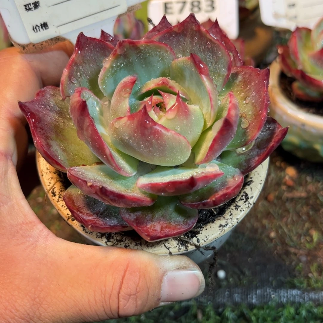 惊鸿一瞥823号楼