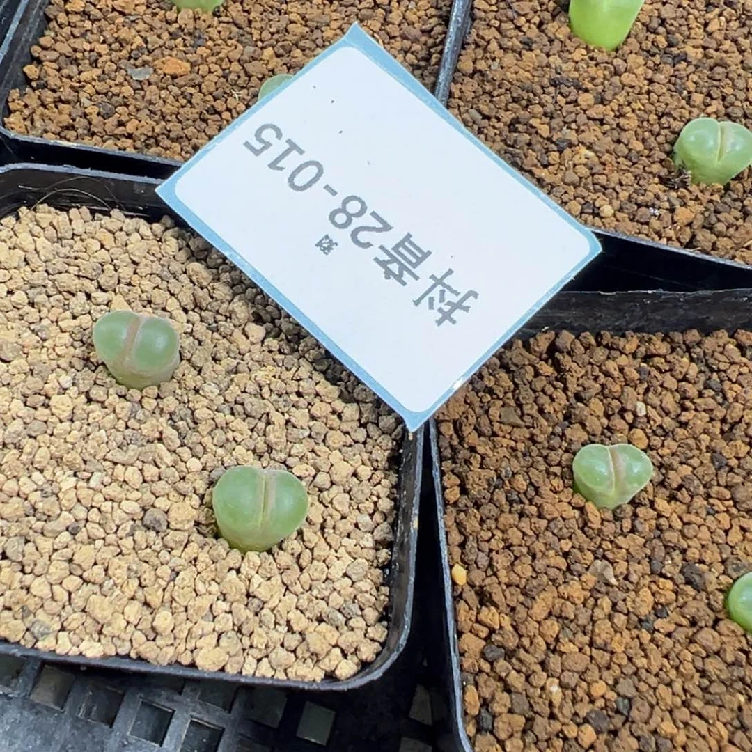 28-15量拍粉红女郎风铃一颗