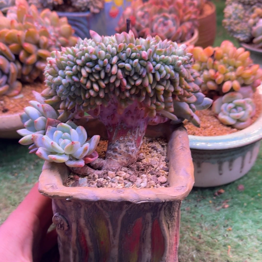 星影树缀无砍多肉