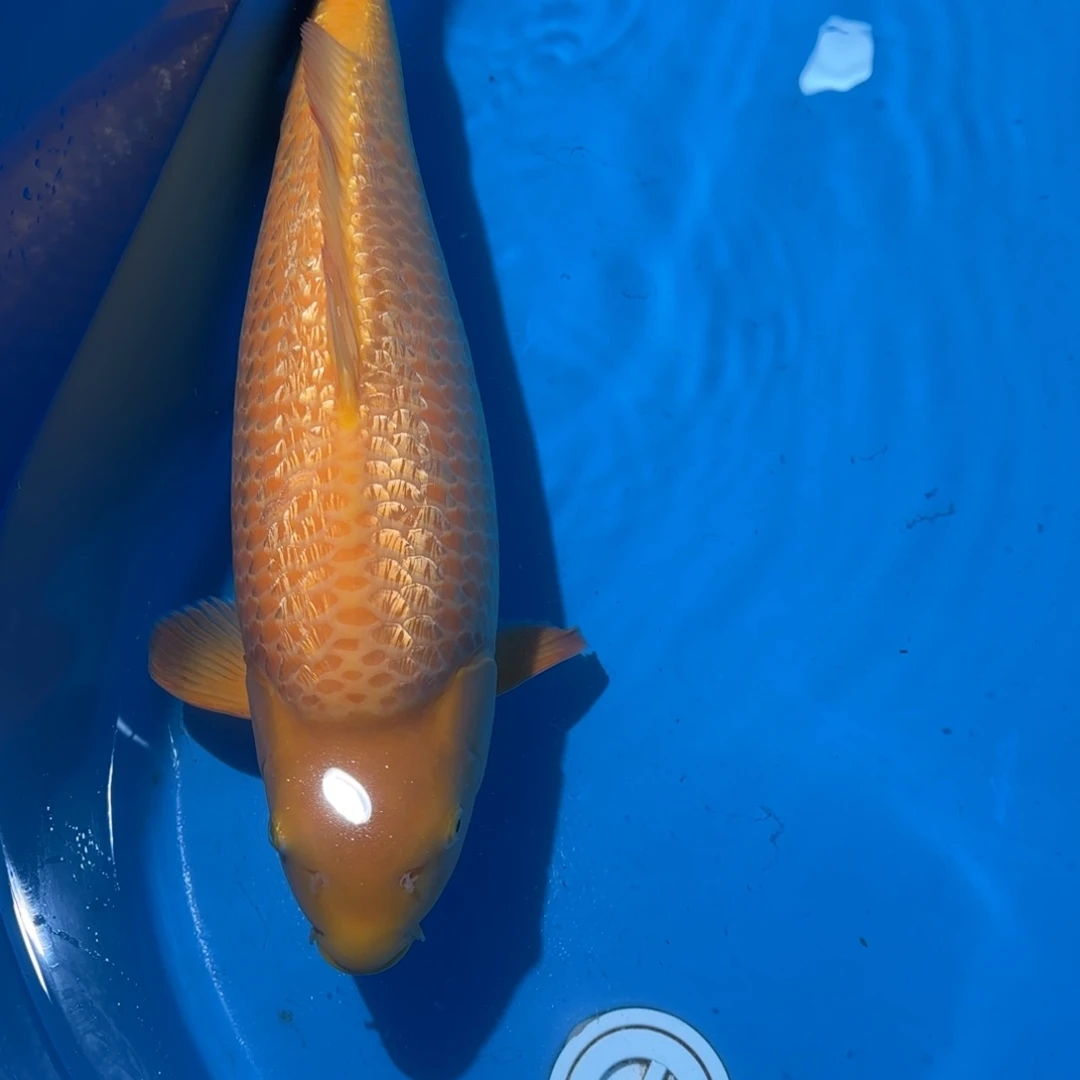 锦鲤大日黄猿拍卖会级母