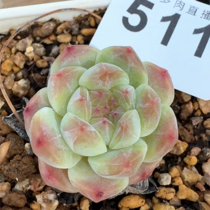 冰魄            多肉植物