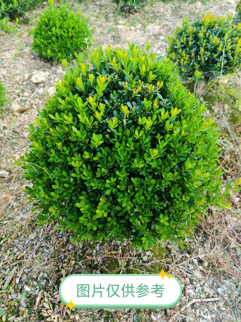 小叶黄杨盆景室内室外庭院造型植物