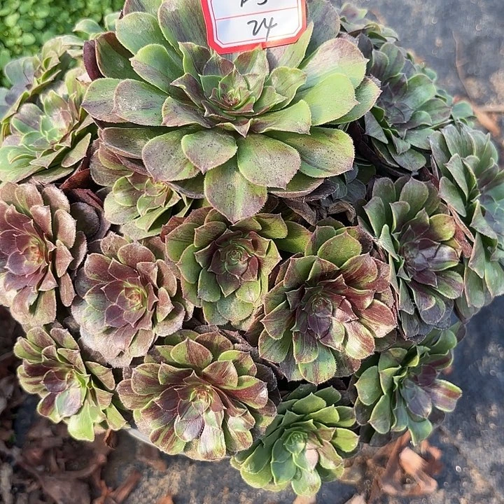 花月夜多肉法师不包损24