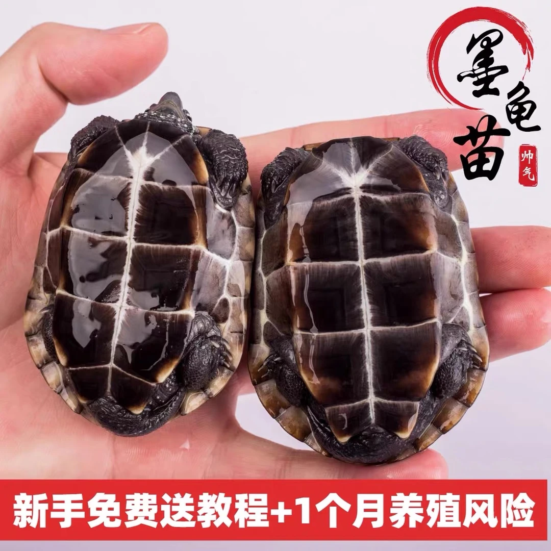 小墨龟90%黑底腹黑中华草龟金线草全黑龟4-5厘米外塘冷水