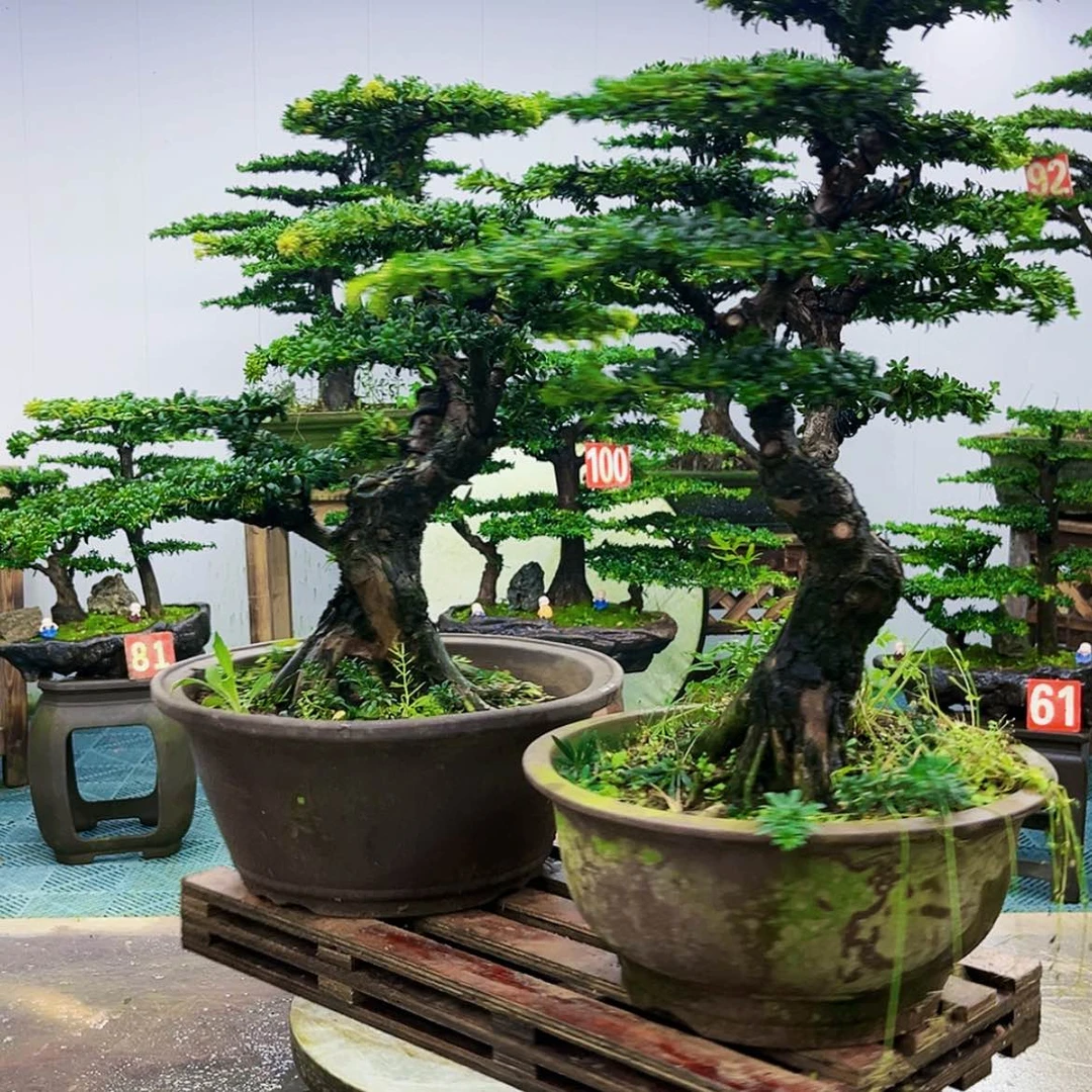 【闪购商品】无花朵望****6