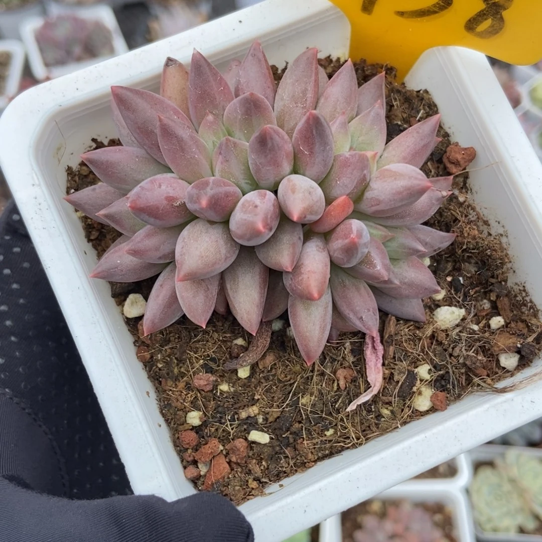 1938车厘子多肉植物