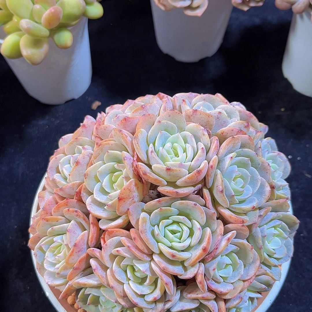 海棠花朵朵缀化多肉植物