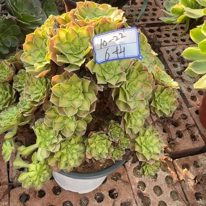 有砍母本韶华不包损6