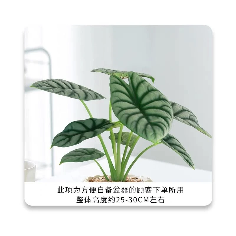 【新疆包邮】白犀牛海芋竹芋网红植物办公室绿植桌面盆栽室内花卉