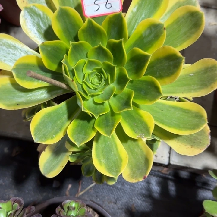 56号香炉盘黄中班