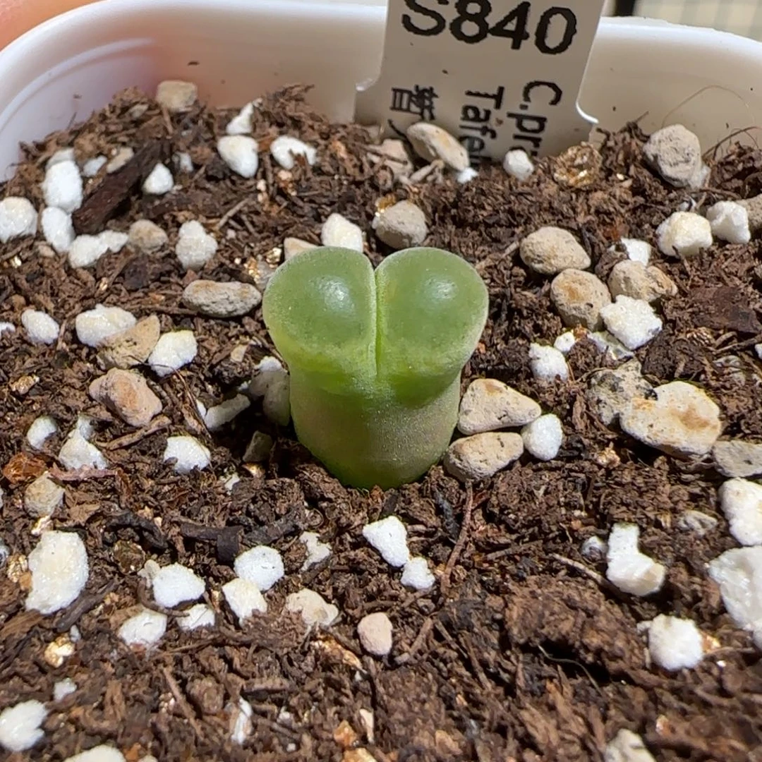 肉锥多肉植物组合-温莎城堡908