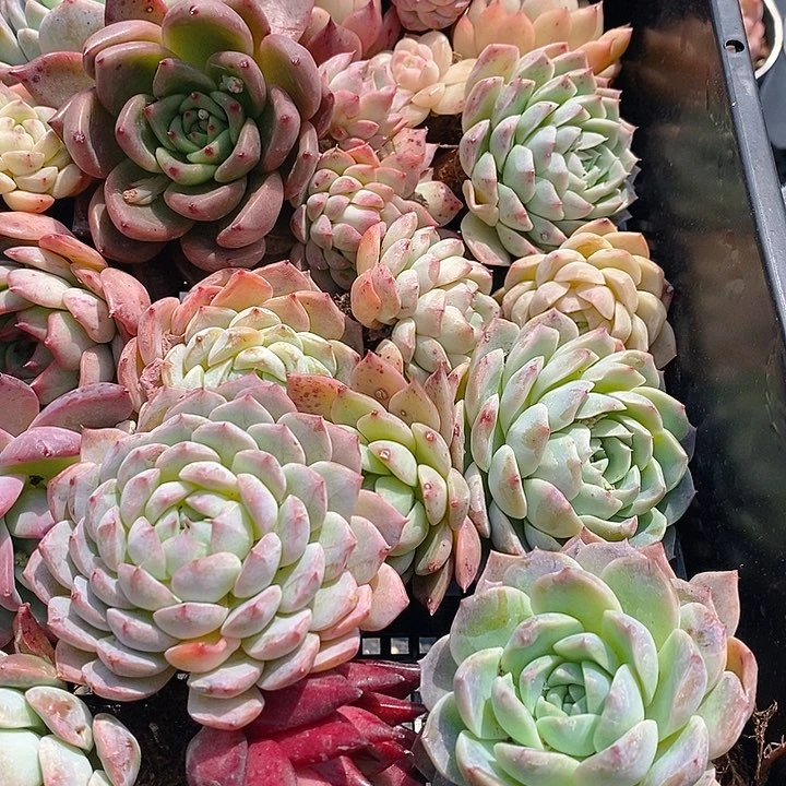 30 多肉植物盆栽花卉植物