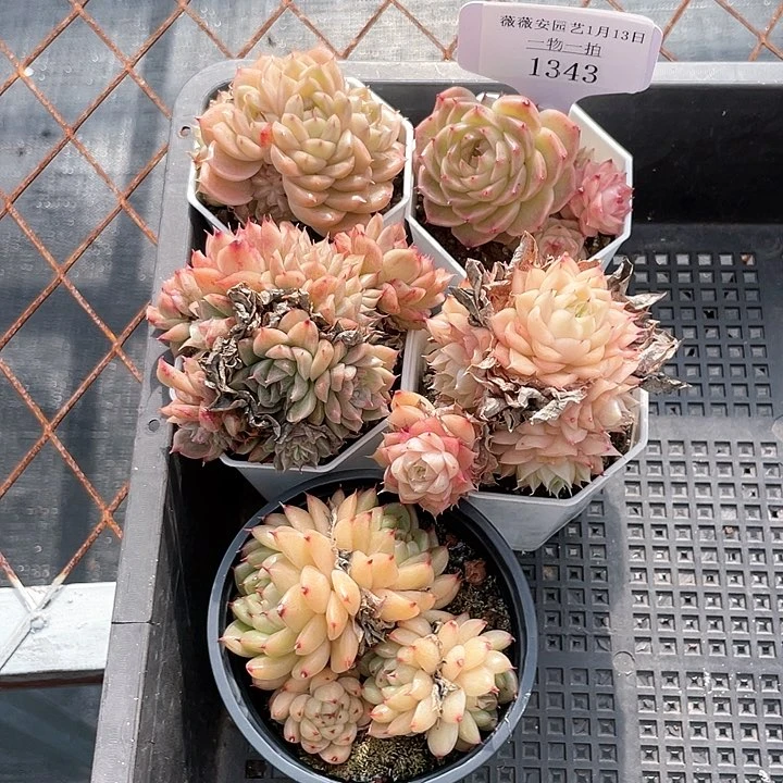 薇薇安园艺多肉1343