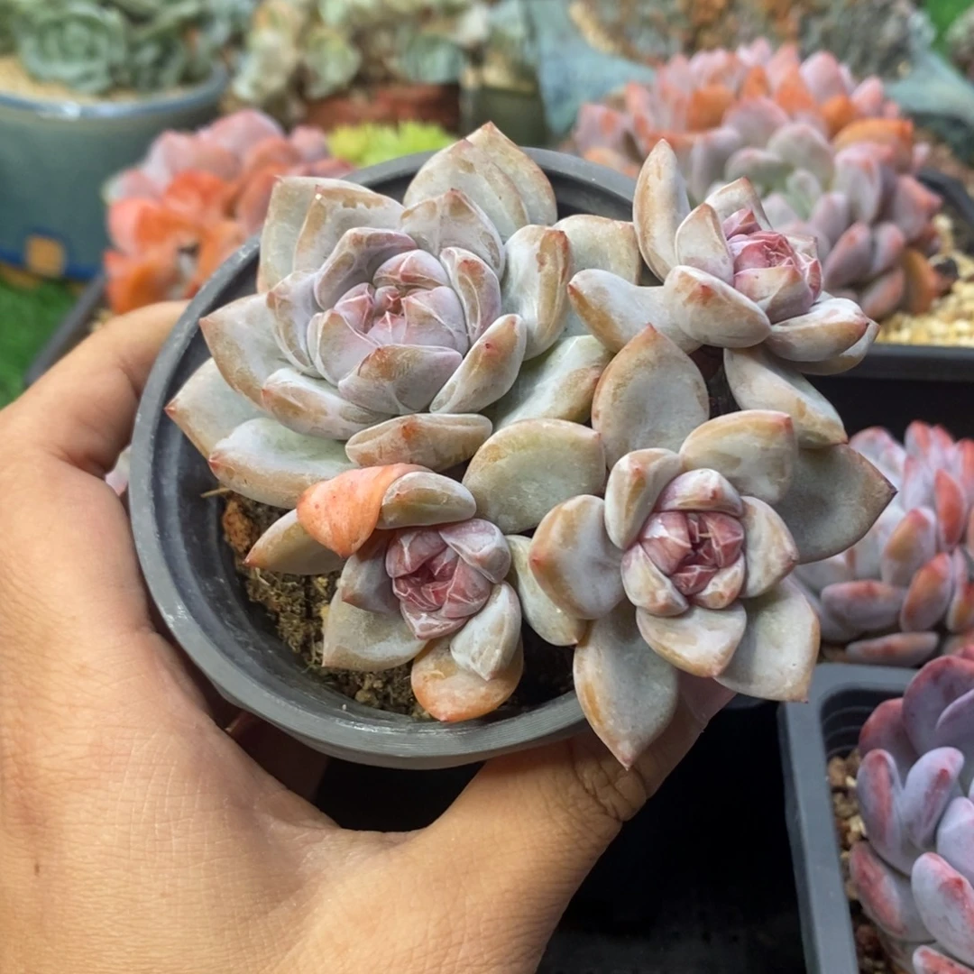 星影四头无砍一物一拍
