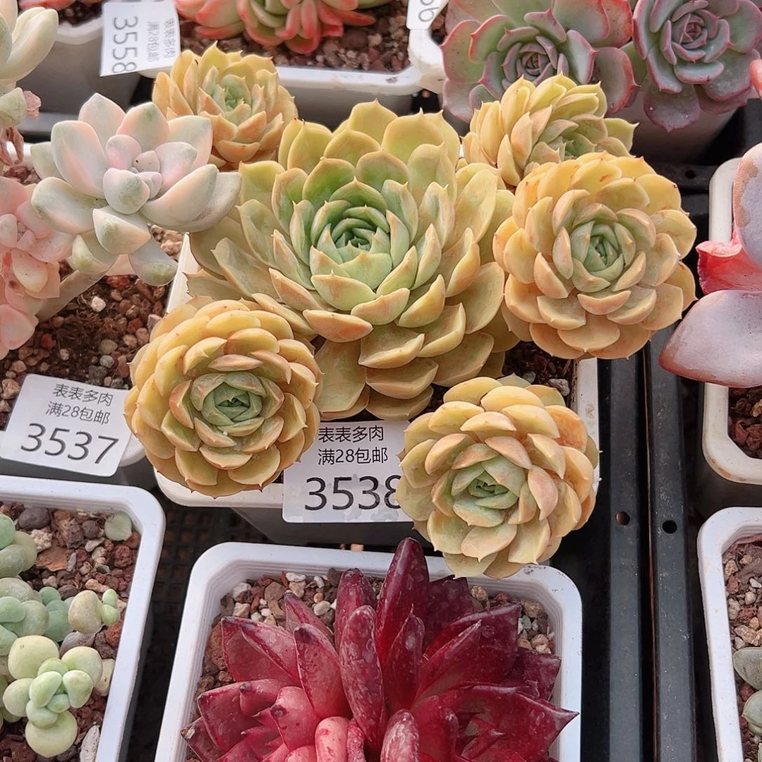 冰***儿多肉一物一拍植物3538