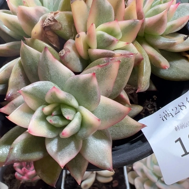 玛丽亚锦群1851多肉植物