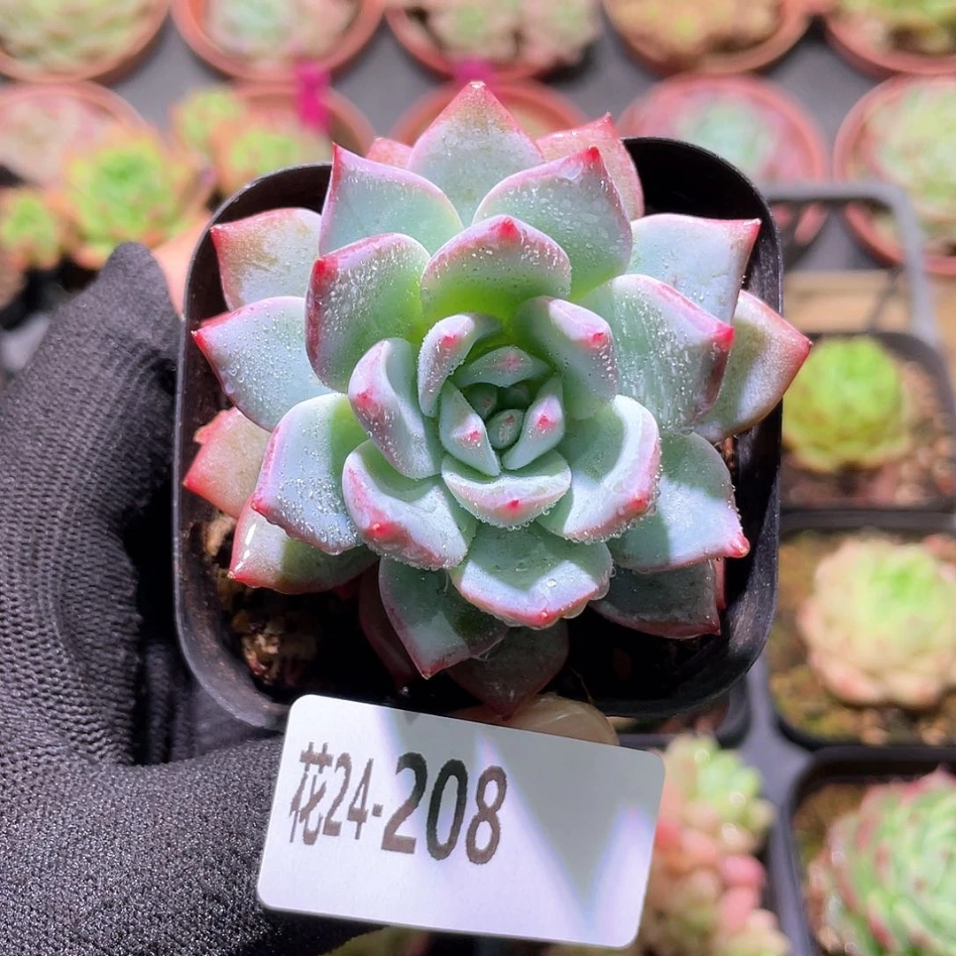 花利美24-208粉蓝鸟