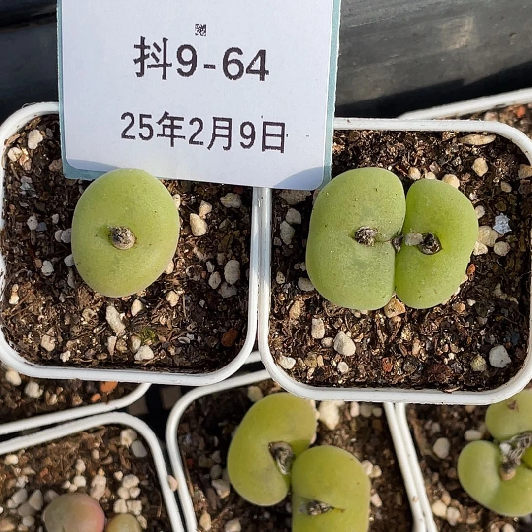 青**呱9-64肉锥多肉植物