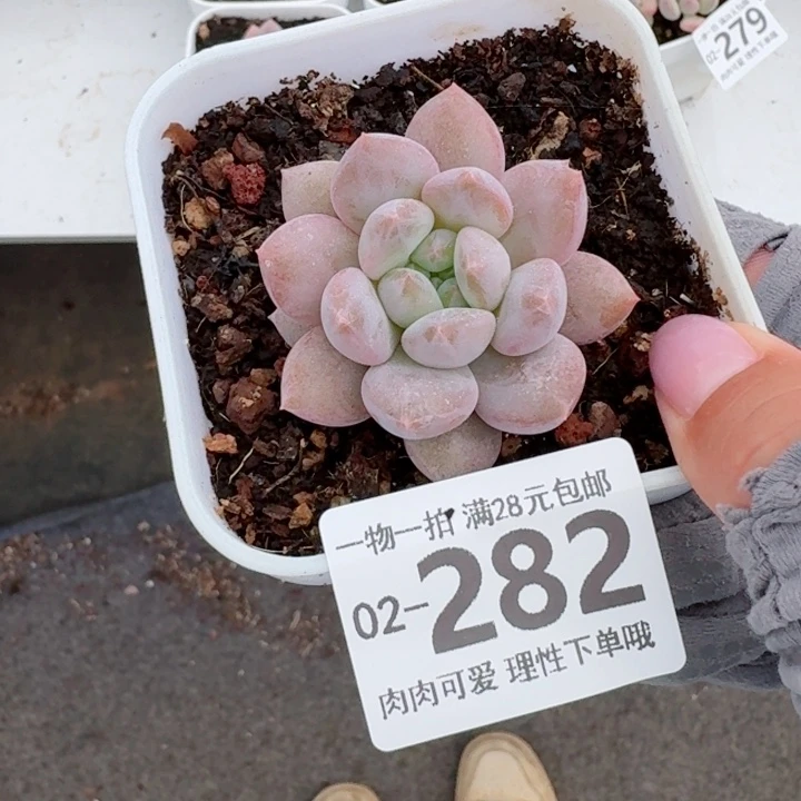 半夏多肉无盆土发货多肉多