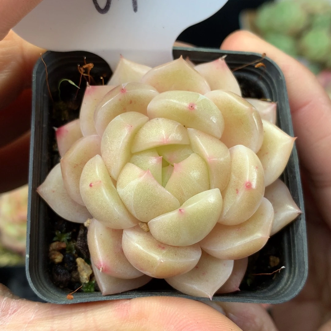 油透宽包珍妮单头67