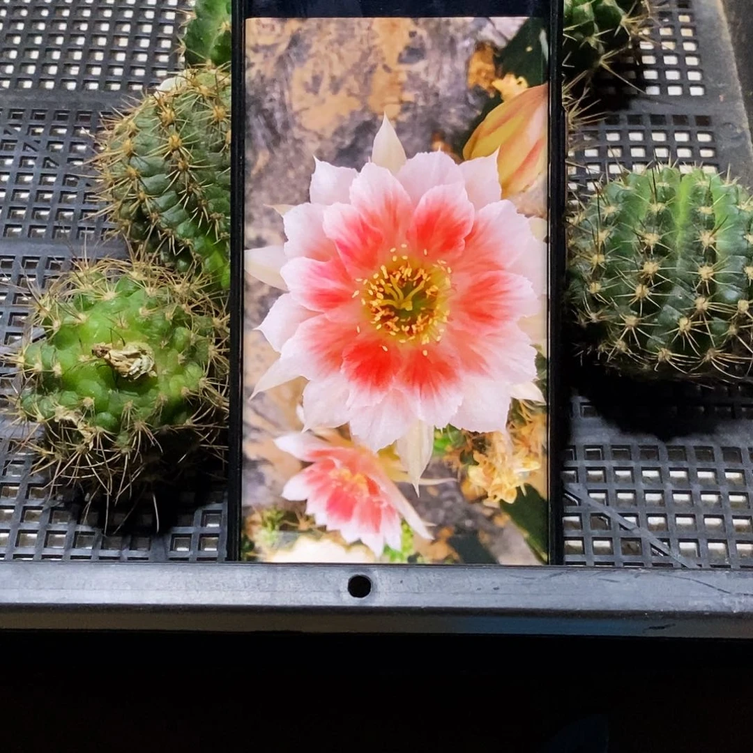 丽 甜心侧芽歪20包邮/4-5公分