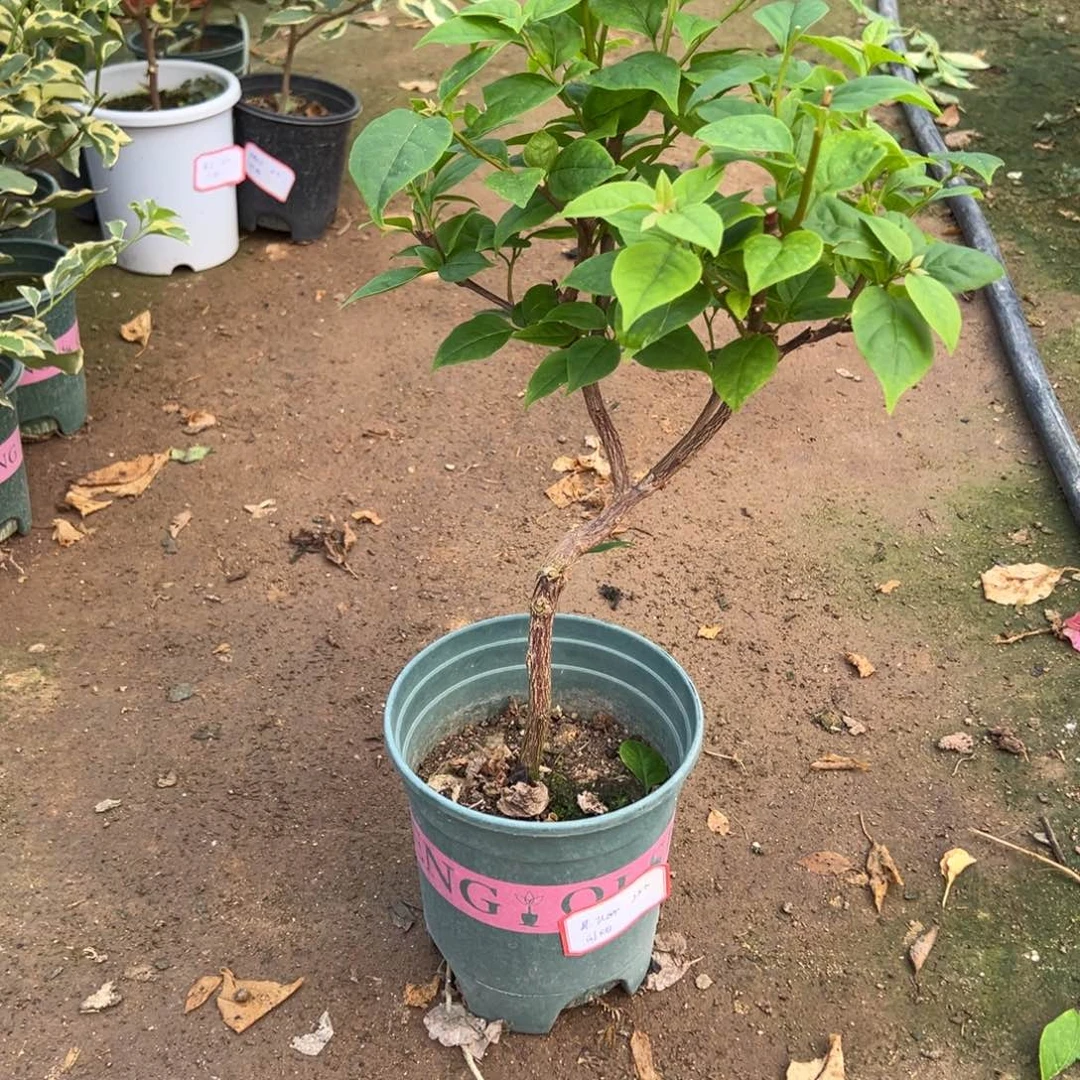 苏瓦娜直播间专属