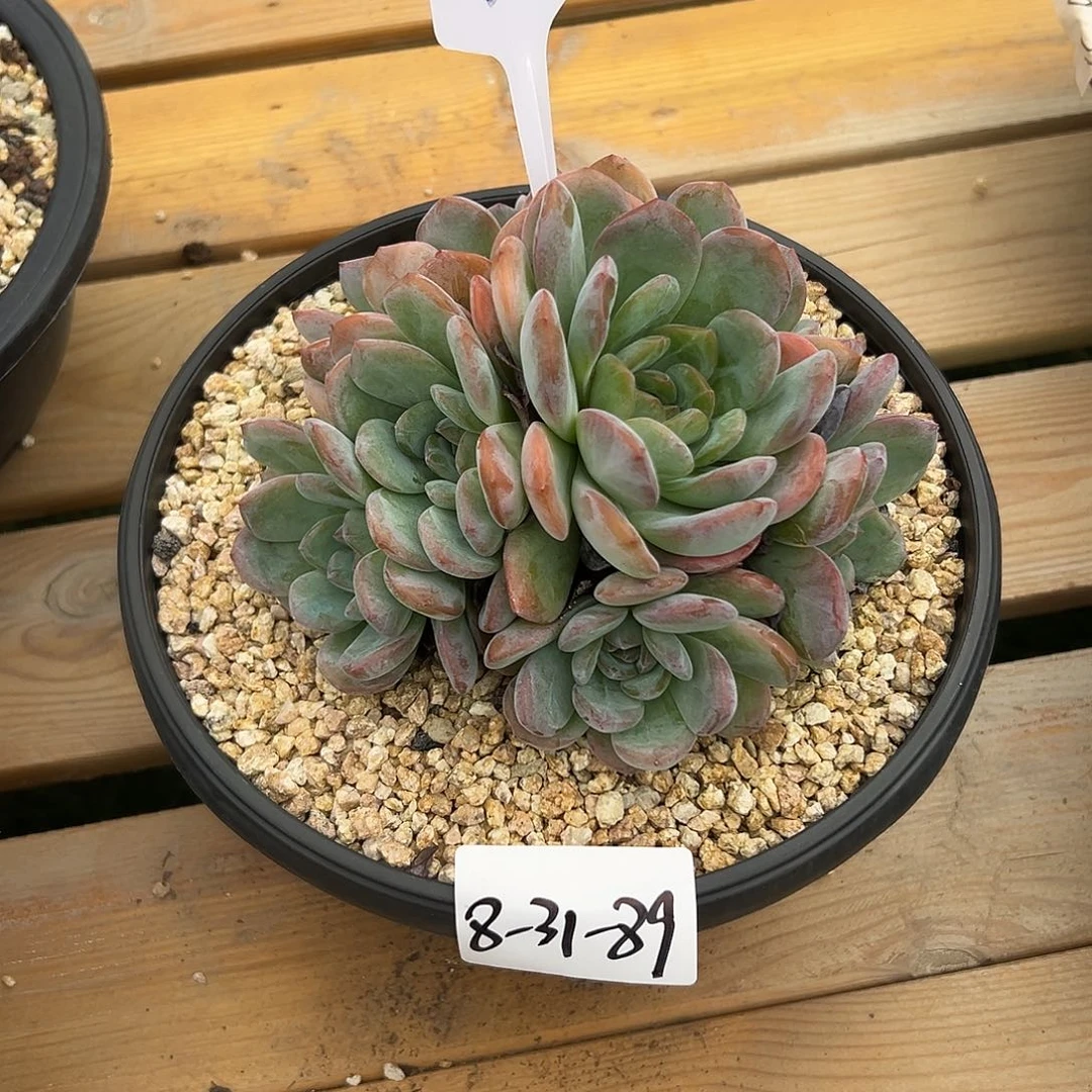 羽***酱8-31-89全明星多肉植物