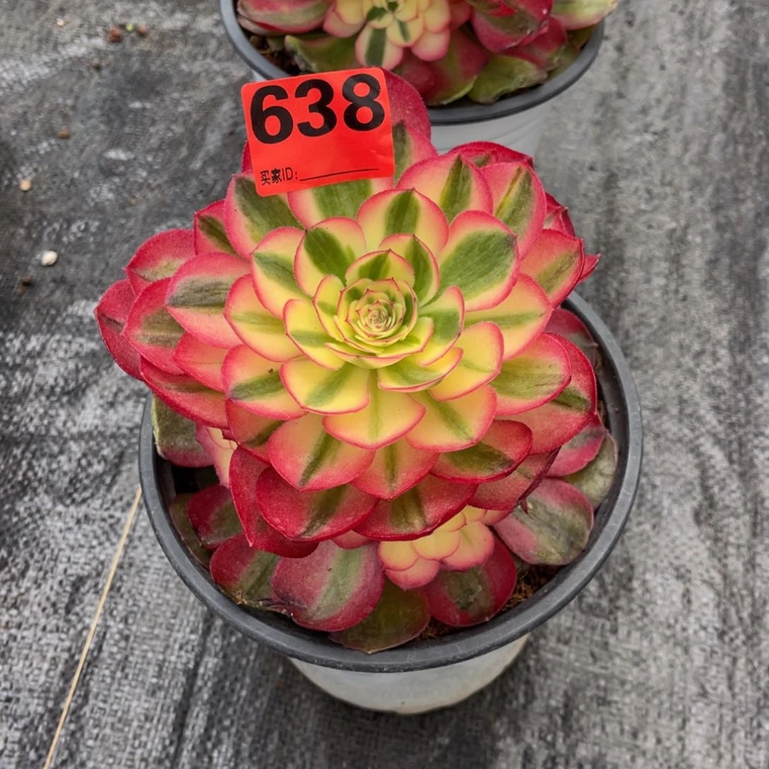 纳***儿638多肉法师荔枝