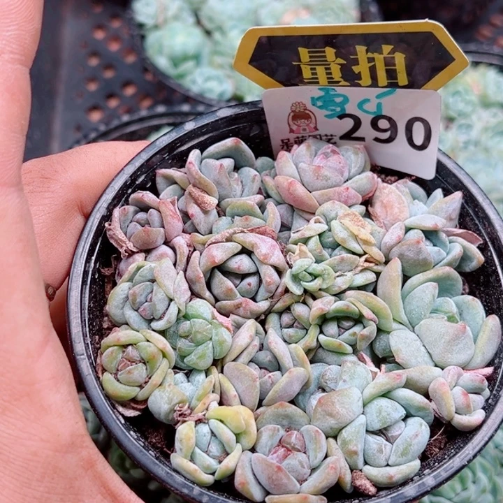 多肉植物多肉植物