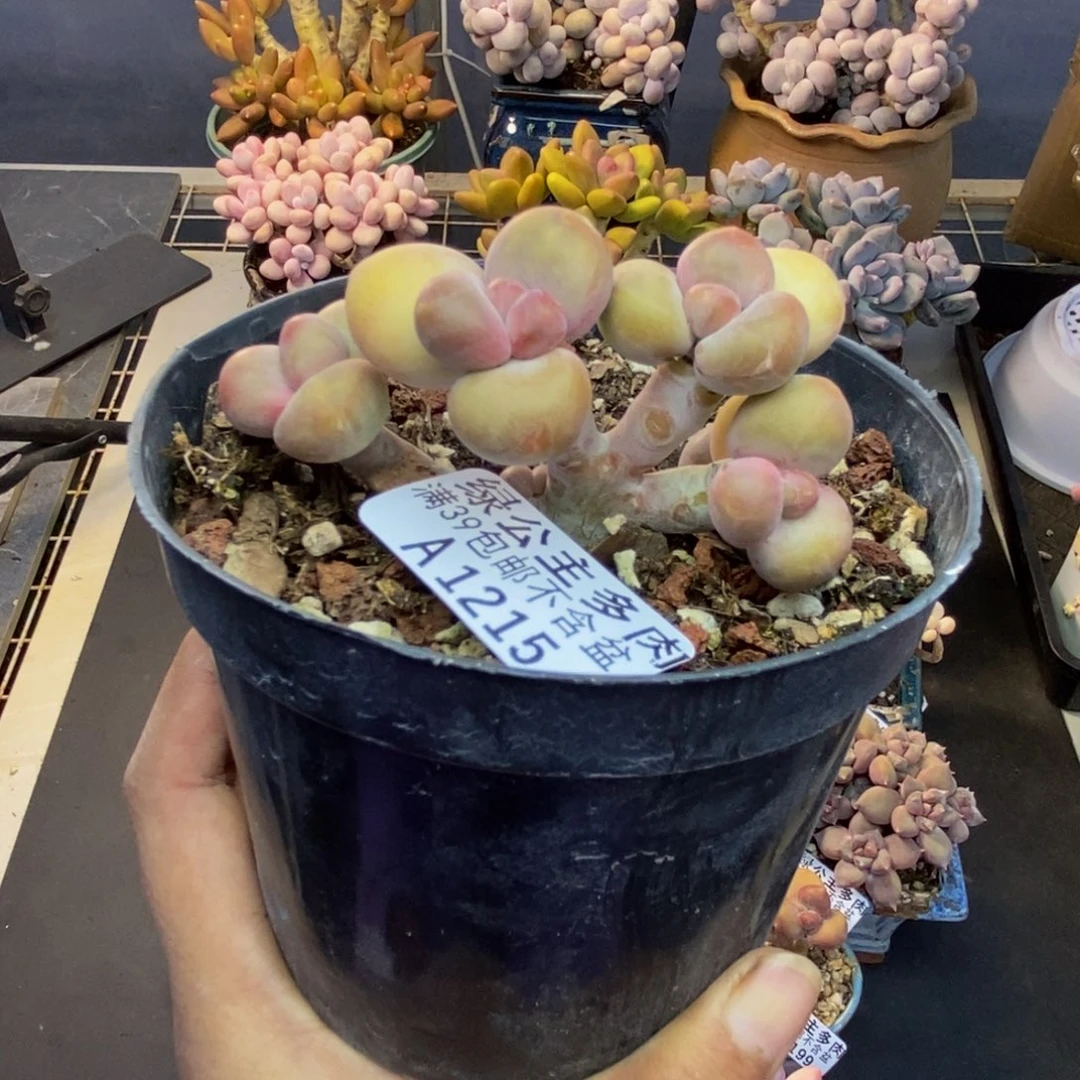 215芒果奶kk奶多肉7c m