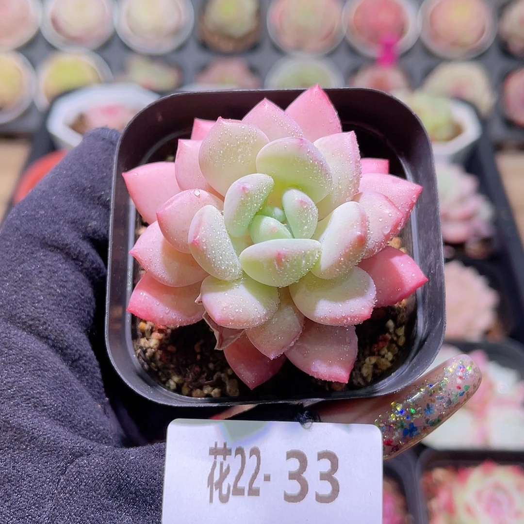 花利美22-33玉兔单头