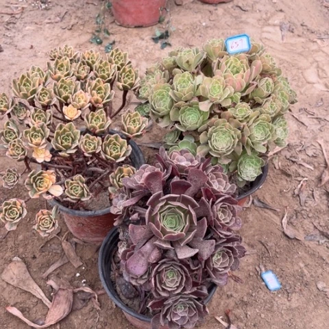 657多肉植物组合，