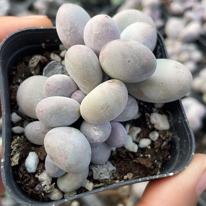 一物一拍满18包邮