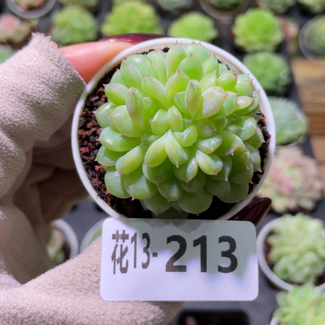 花利美13-213新品缀化