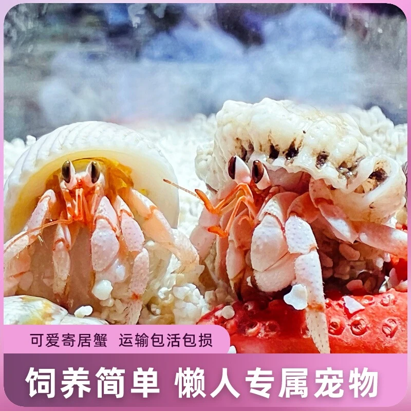 直播选蟹萌宠陆生寄居蟹活体好养易活桌面萌宠观赏蟹螃蟹儿童礼物