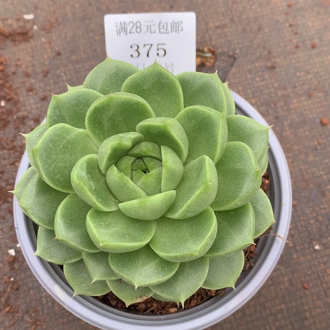 【闪购商品】云375号麦秆