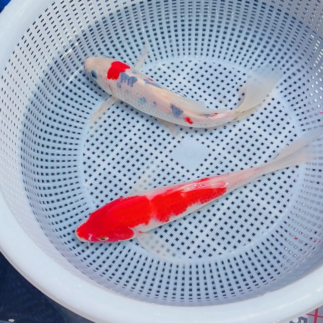 锦鲤锦鲤观赏鱼1111