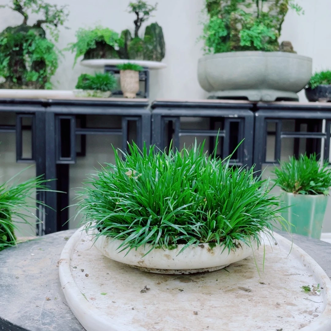 无铅玻璃S**r铁线蕨的根茎