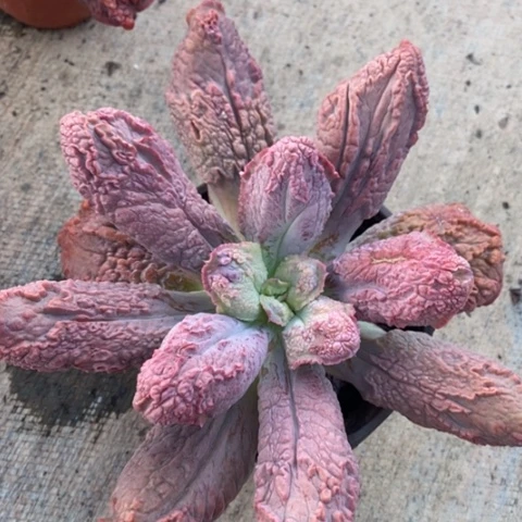 狂野男爵大单头老桩